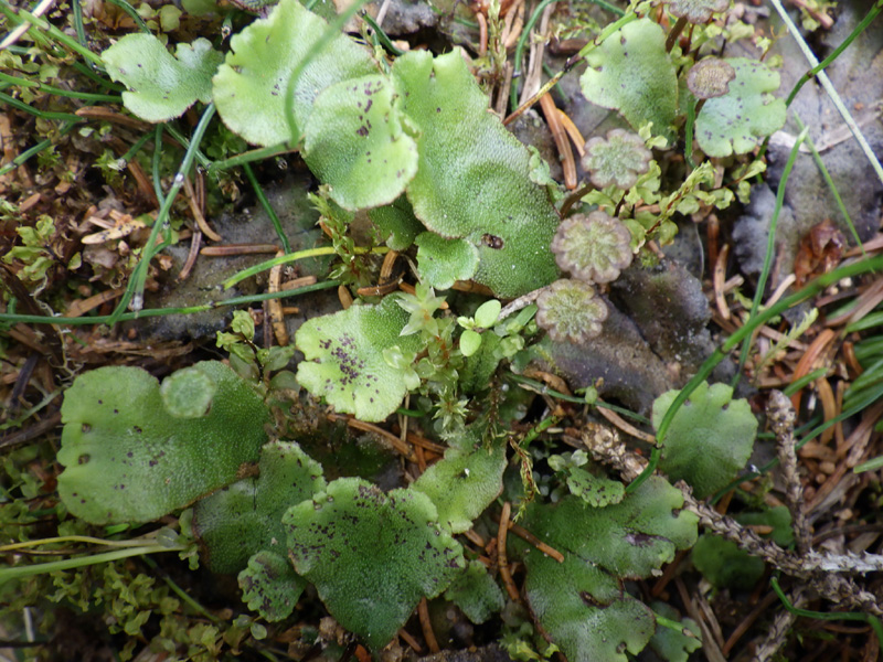Marchantia polymorpha subsp. montivagans
